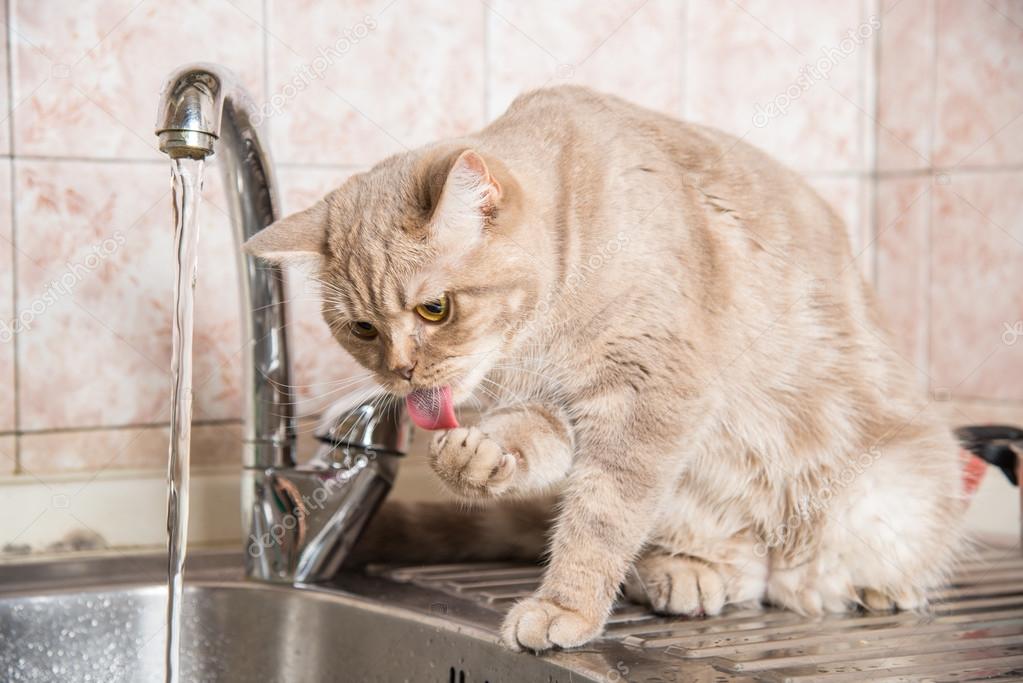 The cat drinks water from the tap