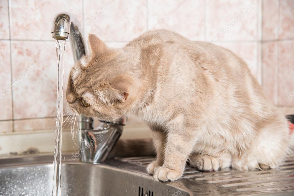 The cat drinks water from the tap