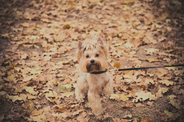 Yorkshire Terrier. Autumn Park. — Stock Photo, Image