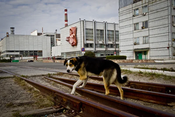 UCRANIA. Zona de exclusión. Chernobyl. Pripyat. - 2012.09.19. Chern. —  Fotos de Stock