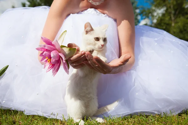 Gelin bir kedi ile