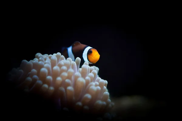 Underwater world — Stock Photo, Image