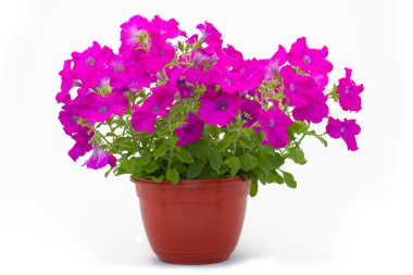 Arka plan altında tencere çiçekler