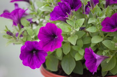 Çiçek çiftlik Çiçek ekimi