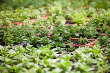 Çiçek çiftlik Çiçek ekimi