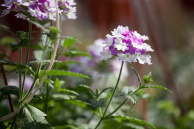 Çiçek çiftlik Çiçek ekimi