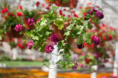 Çiçek çiftlik Çiçek ekimi