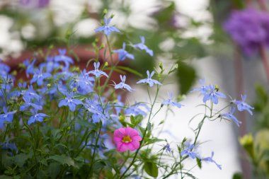 Çiçek çiftlik Çiçek ekimi