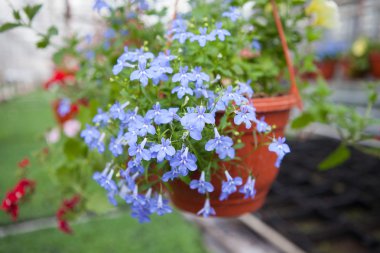 Çiçek çiftlik Çiçek ekimi