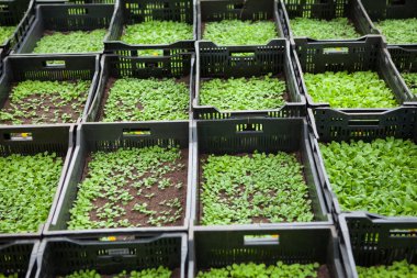 Çiçek çiftlik Çiçek ekimi