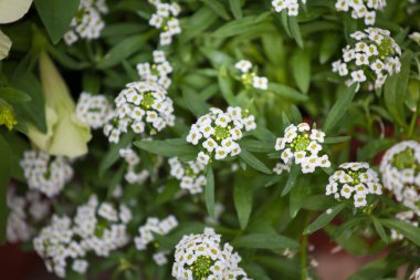 Çiçek çiftlik Çiçek ekimi