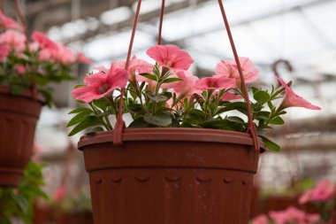 Çiçek çiftlik Çiçek ekimi