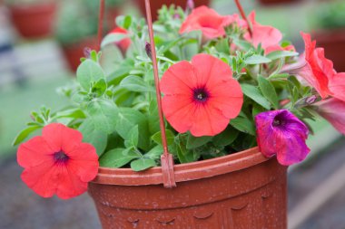 Çiçek çiftlik Çiçek ekimi