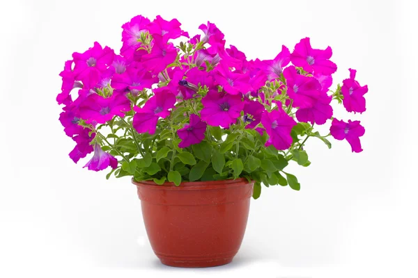 Arka plan altında tencere çiçekler