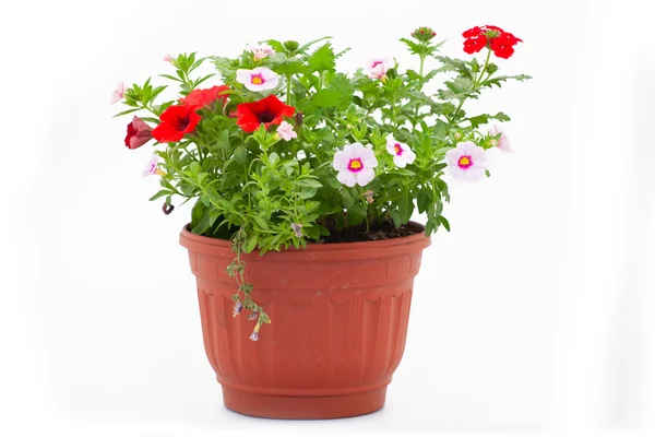 Arka plan altında tencere çiçekler