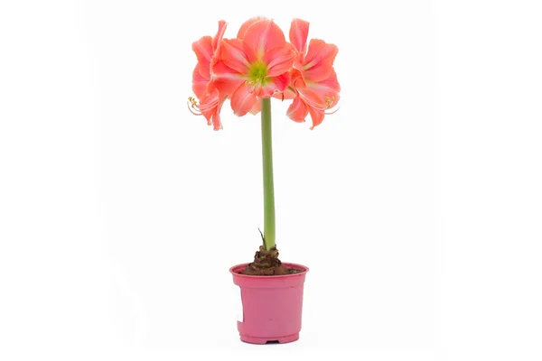 Flowers in pots under background — Stock Photo, Image