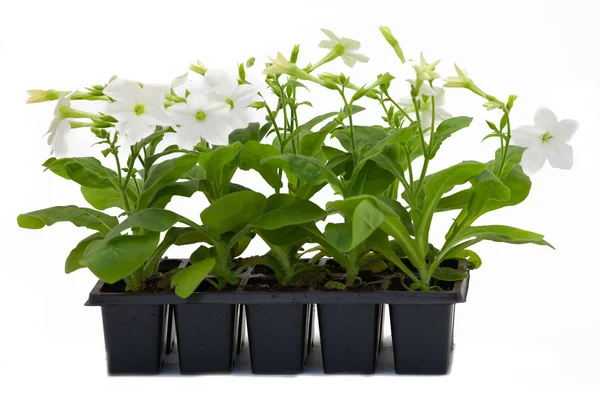 Flowers in pots under background — Stock Photo, Image