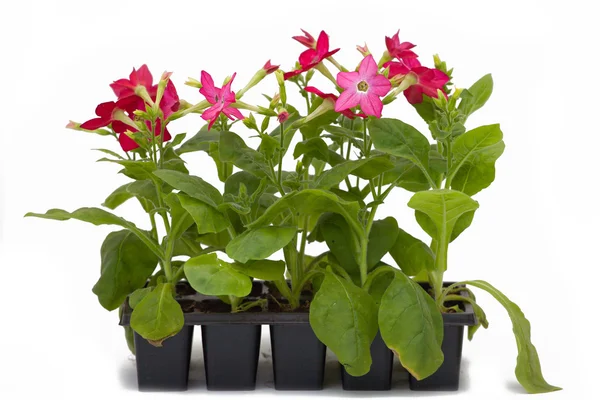 Arka plan altında tencere çiçekler