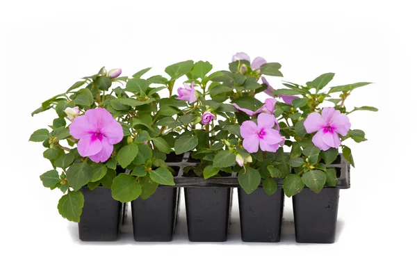 Arka plan altında tencere çiçekler