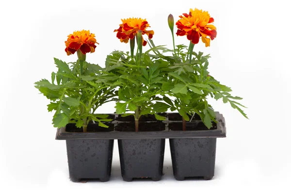 Flowers in pots under background — Stock Photo, Image