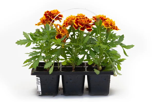 Arka plan altında tencere çiçekler