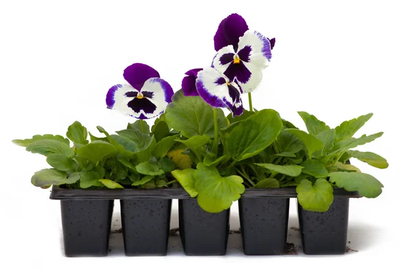 Arka plan altında tencere çiçekler