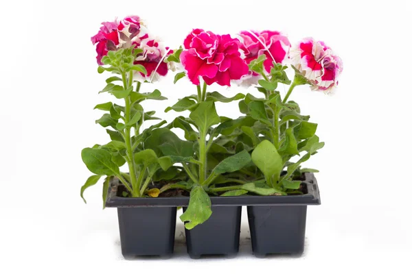 Arka plan altında tencere çiçekler