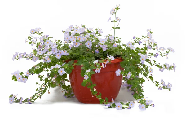 Flowers in pots under background — Stock Photo, Image