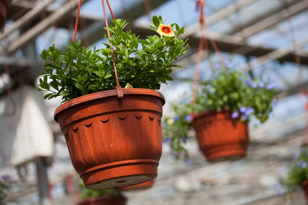 De teelt van bloemen in de bloem farm — Stockfoto