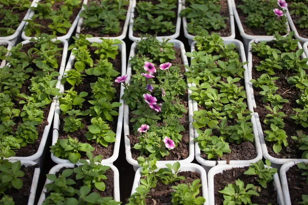 Çiçek çiftlik Çiçek ekimi