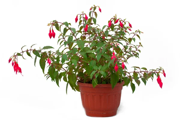 Flowers in pots under background — Stock Photo, Image