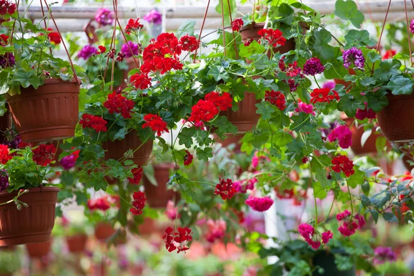 stock image The cultivation of flowers in the flower farm