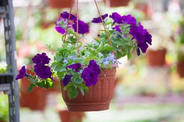 De teelt van bloemen in de bloem farm — Stockfoto