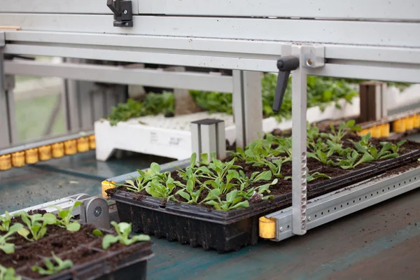 Çiçek çiftlik Çiçek ekimi