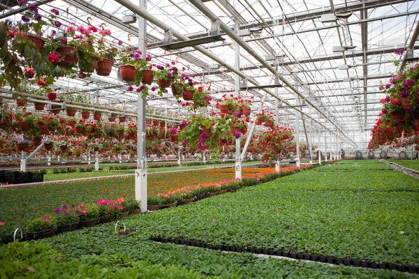 Çiçek çiftlik Çiçek ekimi