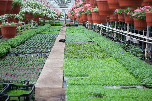 The cultivation of flowers in the flower farm — Stock Photo, Image