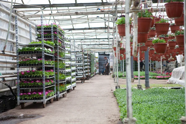 The cultivation of flowers in the flower farm — Stock Photo, Image