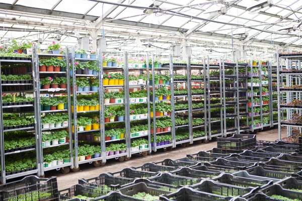 Çiçek çiftlik Çiçek ekimi