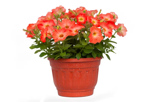 Flowers in pots under background — Stock Photo, Image