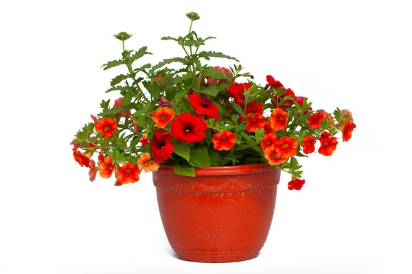 Flowers in pots under background — Stock Photo, Image