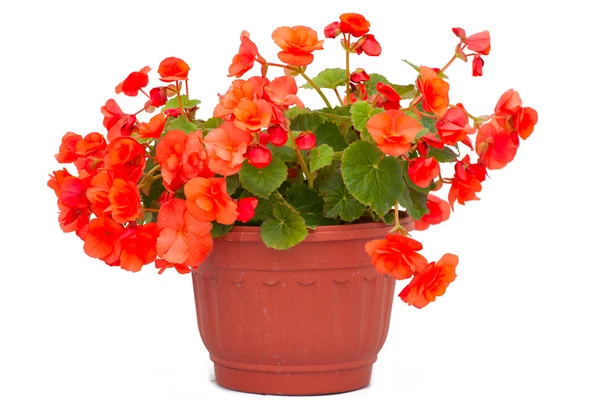 Flowers in pots under background — Stock Photo, Image