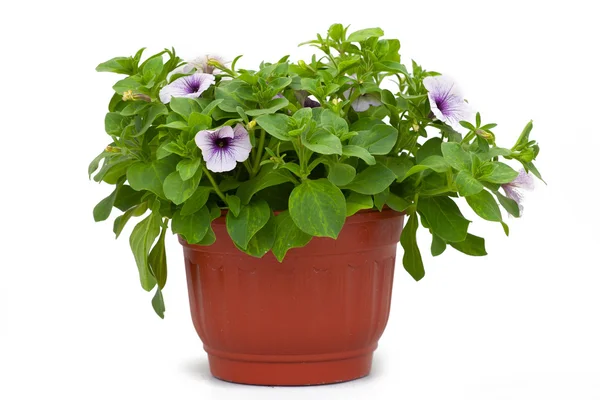 Arka plan altında tencere çiçekler