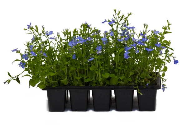 Flowers in pots under background — Stock Photo, Image