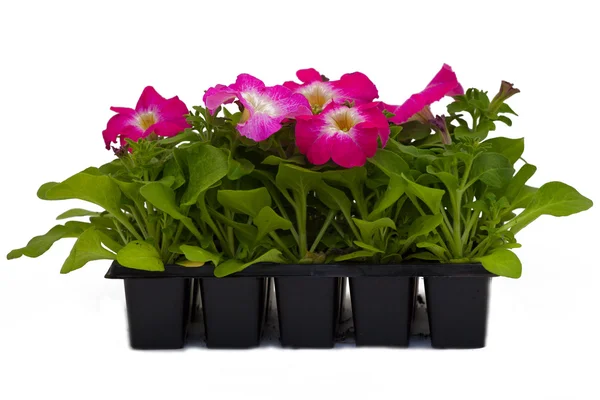 Arka plan altında tencere çiçekler