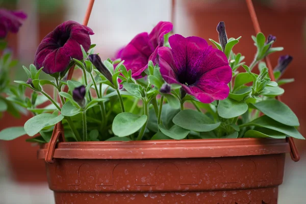 꽃 농장에 꽃의 재배 — 스톡 사진