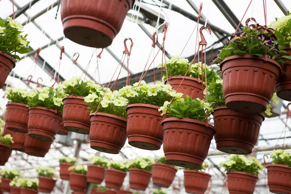 The cultivation of flowers in the flower farm — Stock Photo, Image