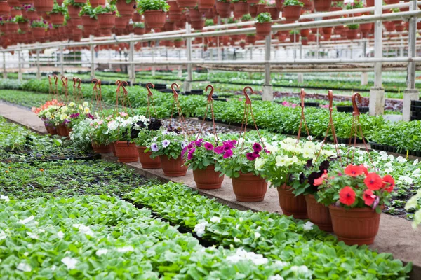 Çiçek çiftlik Çiçek ekimi