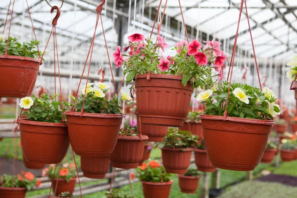 El cultivo de flores en la granja de flores —  Fotos de Stock