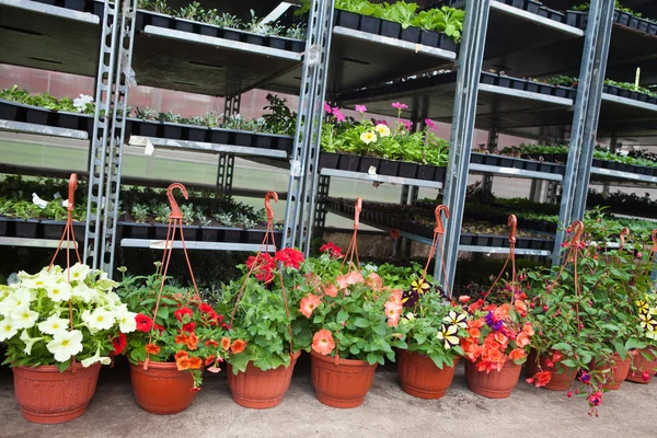 The cultivation of flowers in the flower farm — Stock Photo, Image