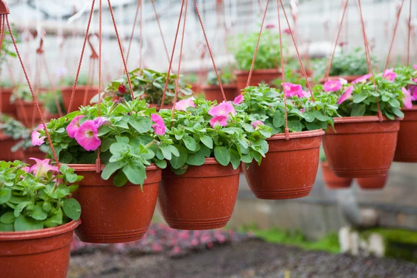 La coltivazione dei fiori nell'azienda floricola Immagine Stock